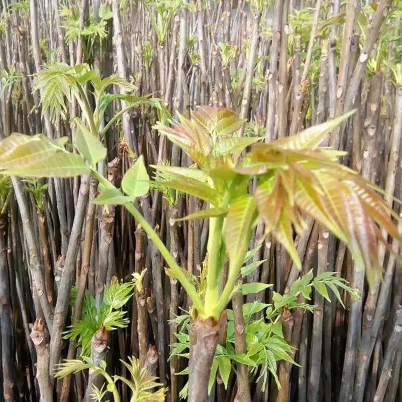 香椿炒鸡蛋致癌吗,香椿炒鸡蛋吃多了多久会中毒