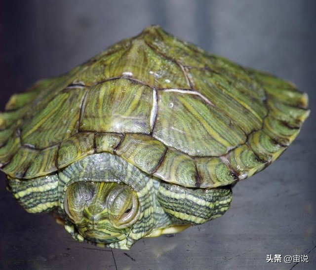 巴西彩龟养殖方法和注意事项,巴西翠龟品种