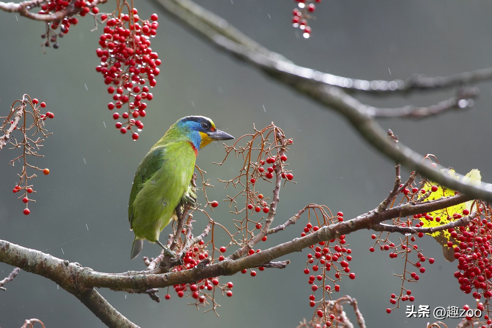 世界最珍稀七种鸟类,羽毛绿色的是什么鸟
