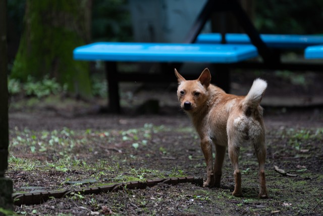 狗是从汪星人进化而来的吗,汪星人与狗狗的区别
