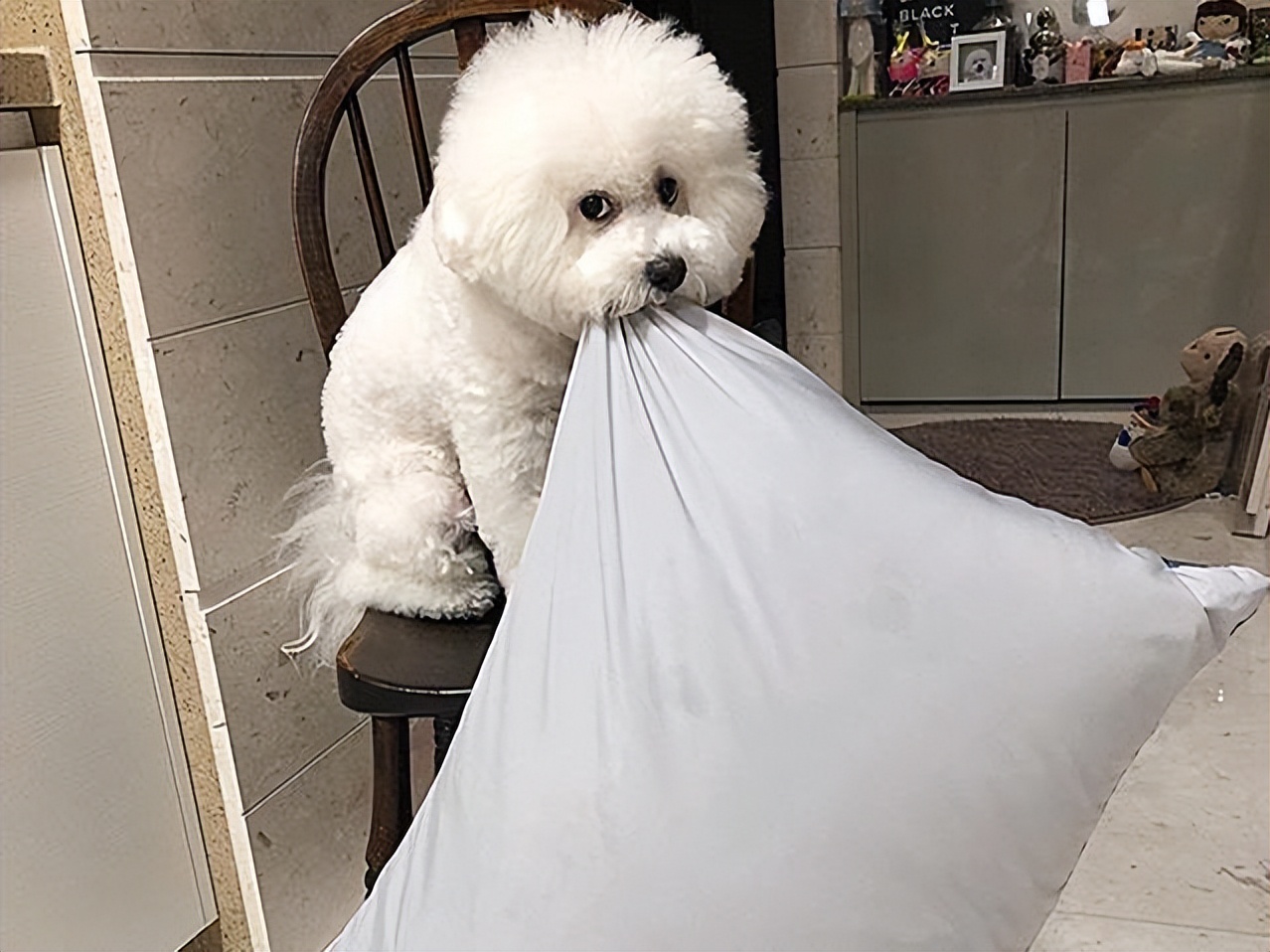 如何给比熊狗狗安全感呢,比熊幼犬缺乏安全感的表现