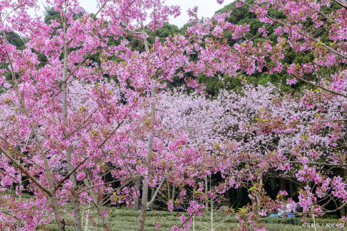 广东秋冬最美花海,广东春季赏花的景点推荐一下