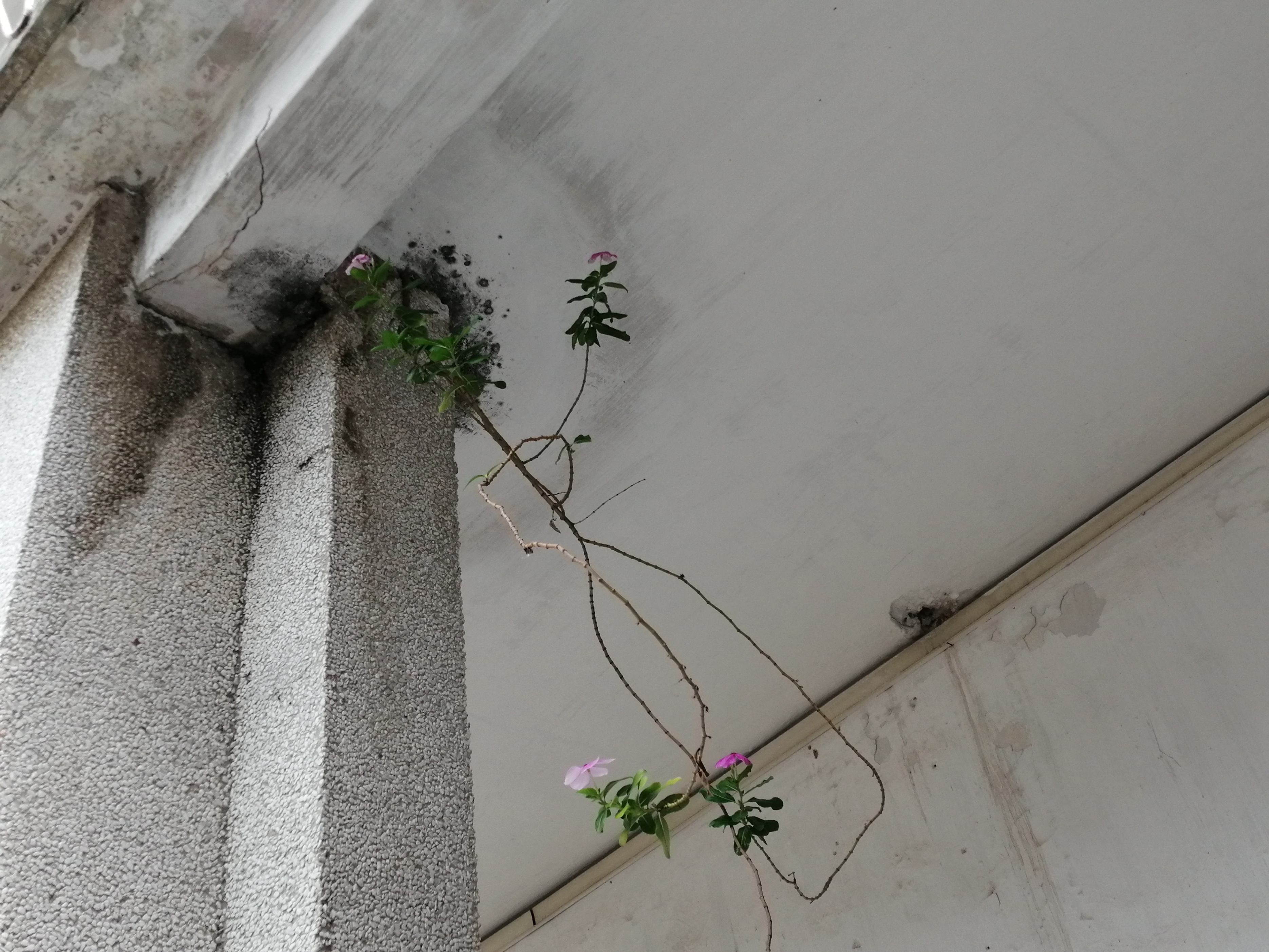 猪坚强能有多坚强,猪坚强我们凭什么不坚强