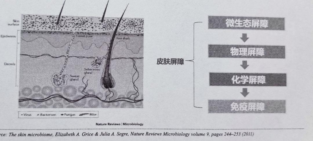 头皮健康管理项目,头皮健康养生