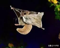 山村十大诡异怪事件,四川大山发现的怪物