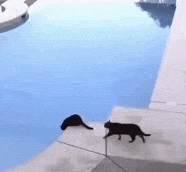 猫核酸检测有必要做吗,猫做核酸粤语视频