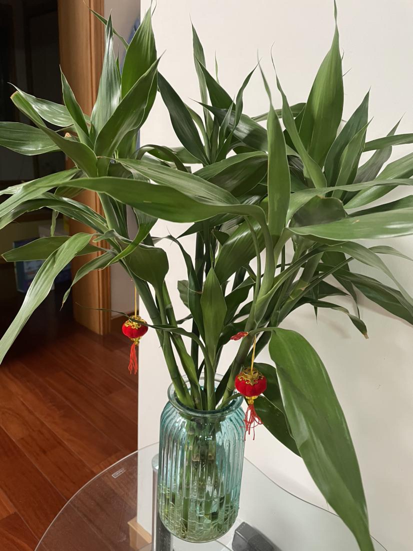 卫生间香花草,卫生间除臭植物花