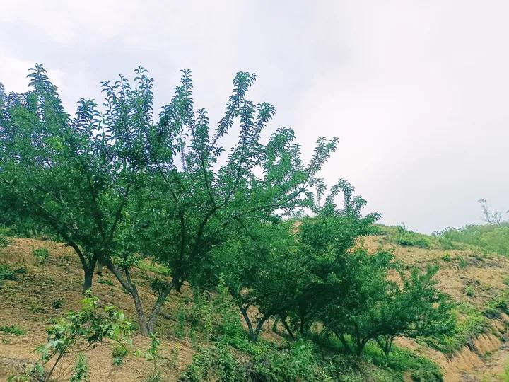 农民山区种植创业致富,农村小伙回乡创业种果树