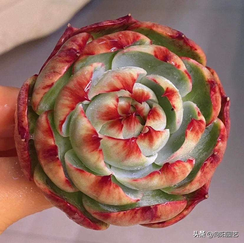 好养皮实的多肉品种推荐,新手小白养多肉哪个品种好养