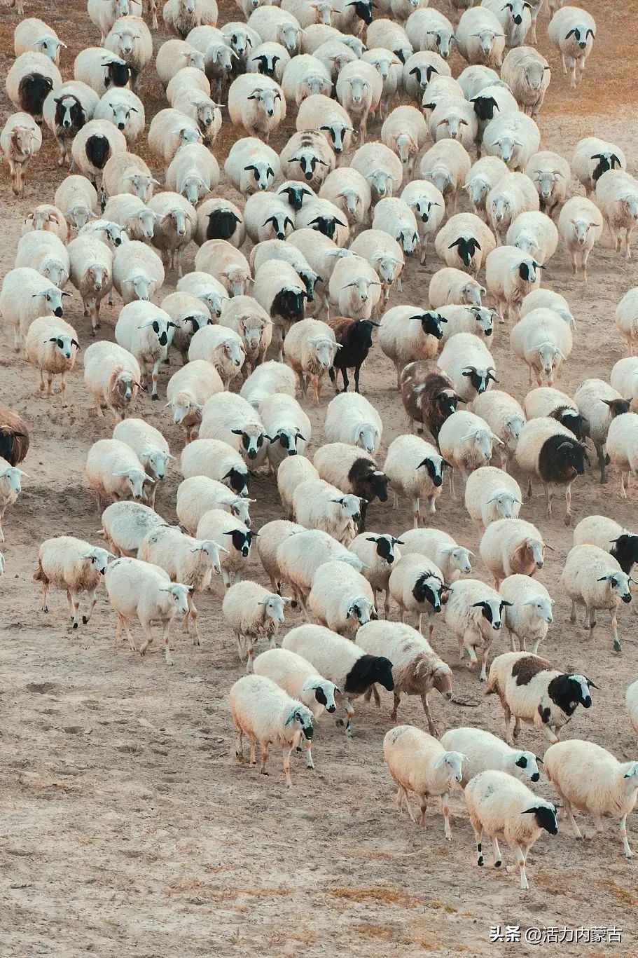 这场“羊”运会，内蒙古申请出战！