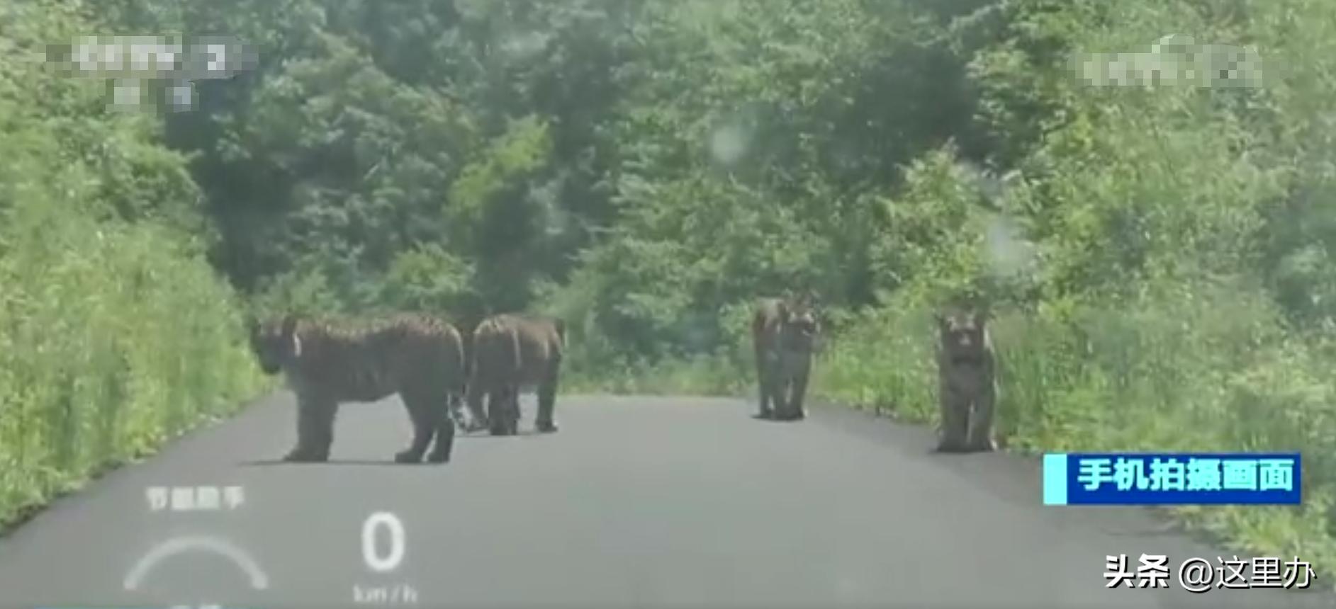 吉林珲春四只东北虎拦路,珲春路遇老虎