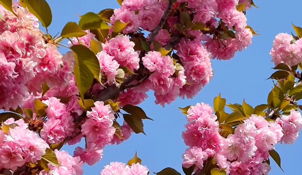 郑州踏青赏花全攻略,郑州最适合踏青赏花的地方