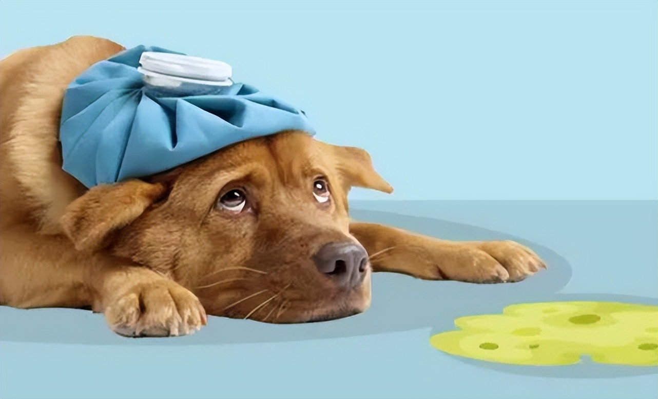 寿命短的8种狗狗有你正在养的吗,寿命短的狗狗特征