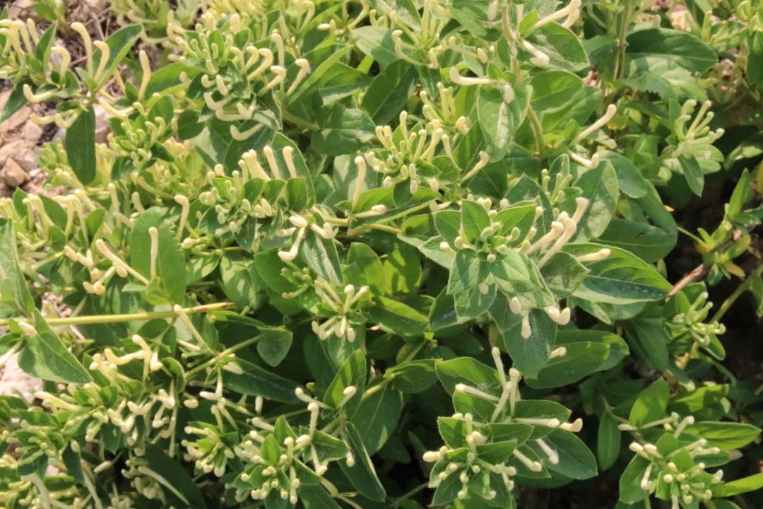 种植金银花带动村民增收,金银花种植致富案例