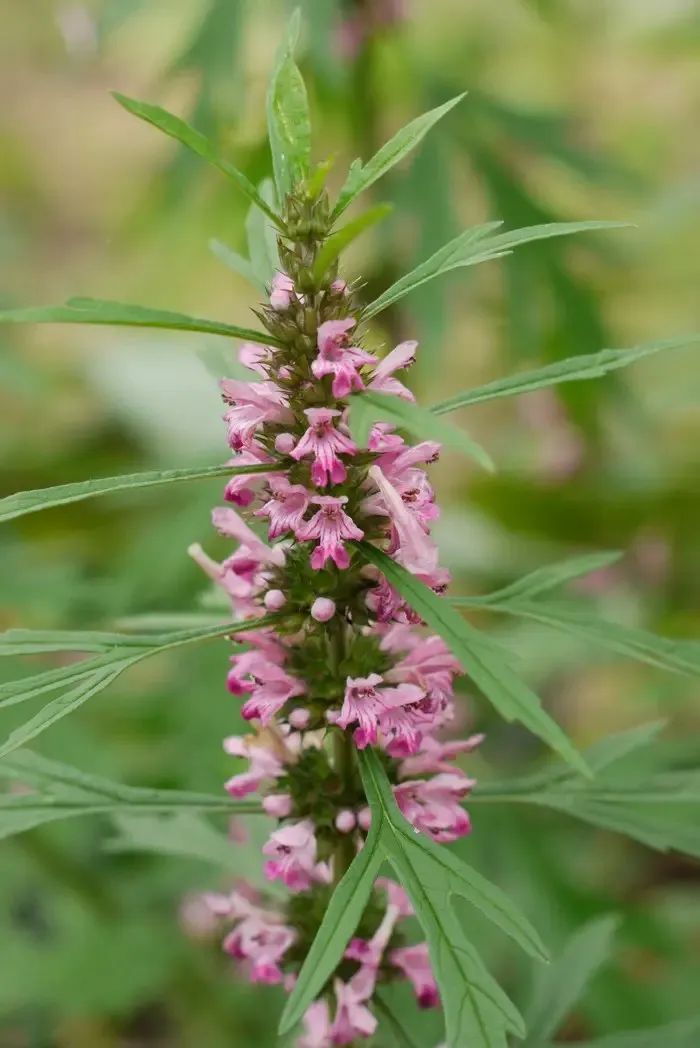 万物有灵植物篇,寸草报得三春晖