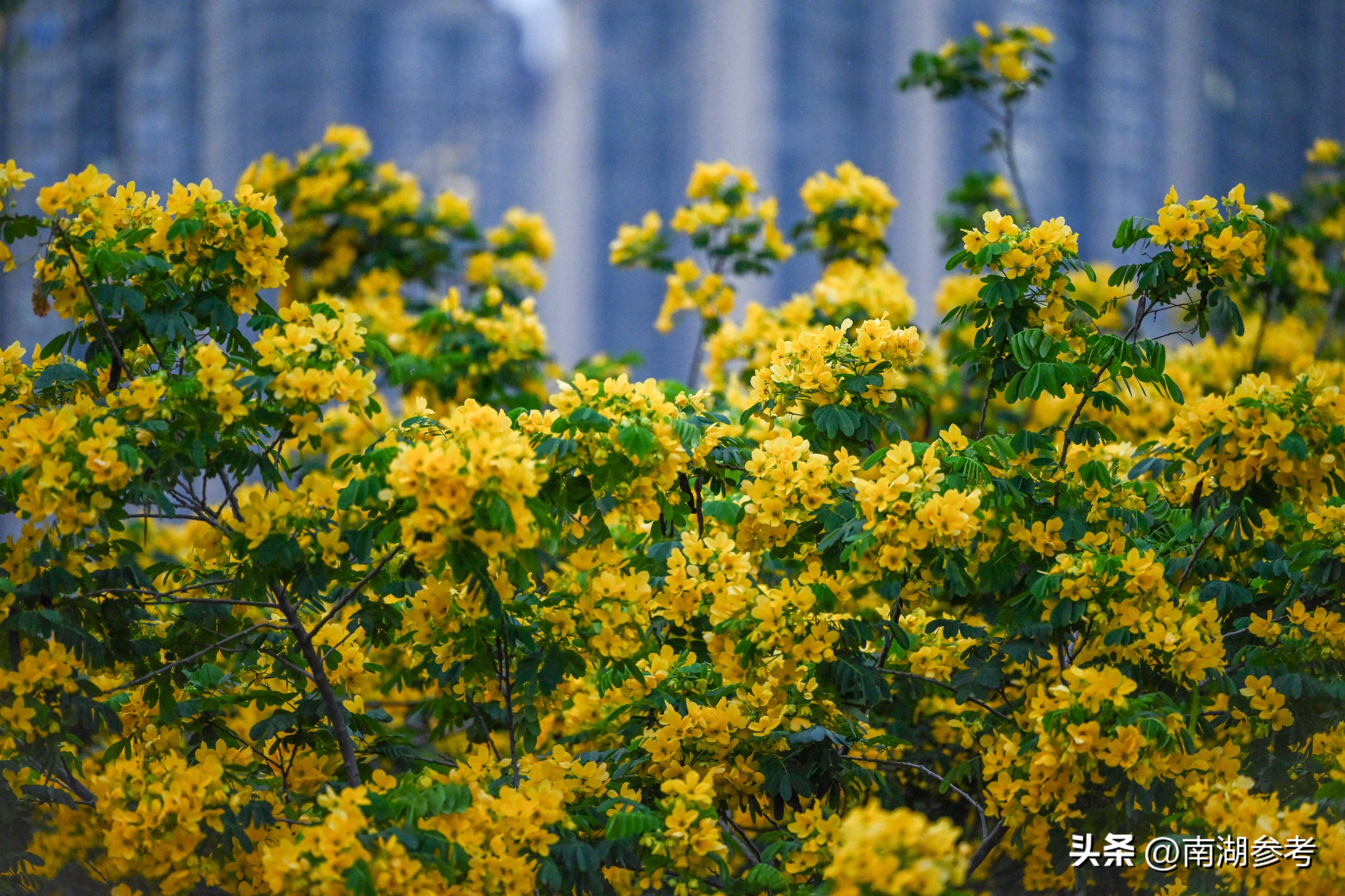 满目鲜花灿烂才是春天该有的样子,满目黄花遍地金