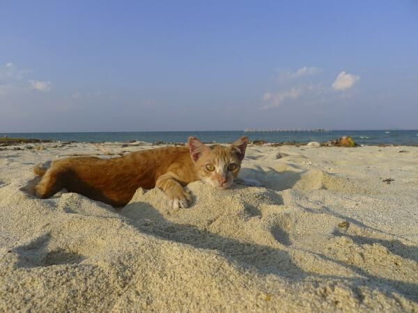 野生保护动物领养,野生小动物领养