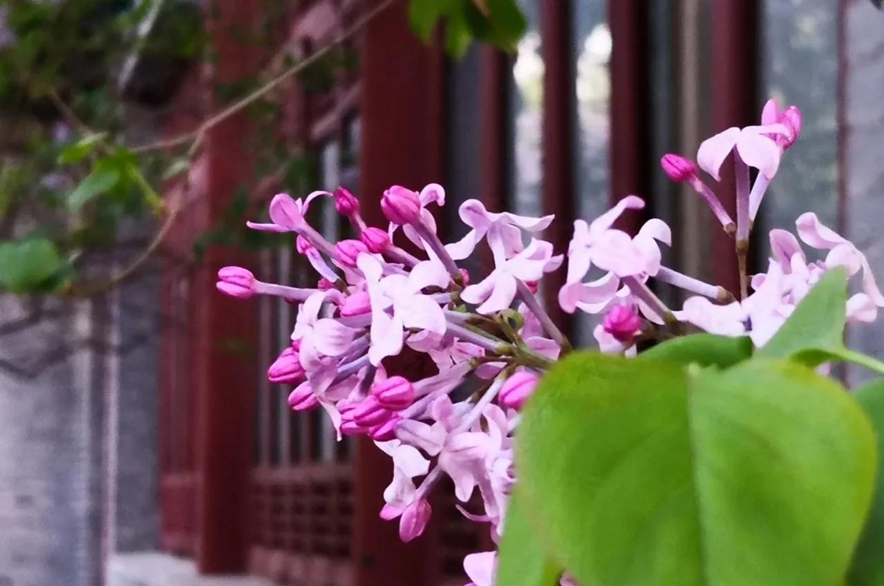 雨中的丁香,雨中的丁香句子