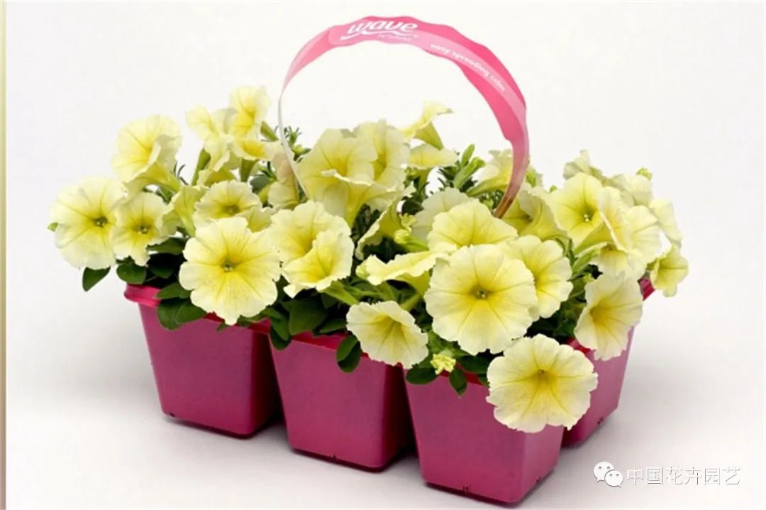 鑺卞崏鍝佺灞曠ず,鏂颁紭鑺卞崏鍝佺灞曠ず