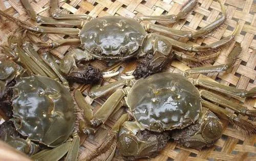 阳澄湖大闸蟹到底有没有那么多,阳澄湖大闸蟹几个档次