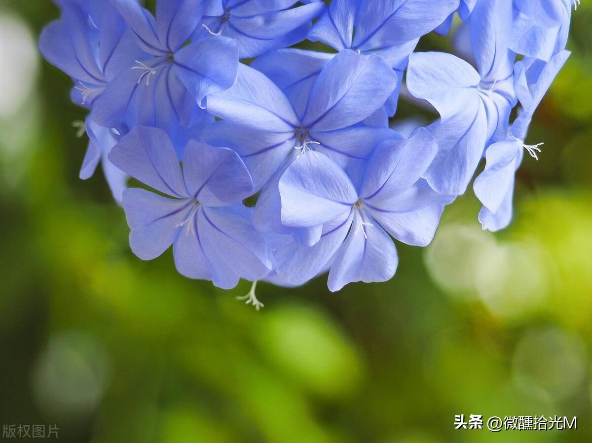 推荐10种最适合夏天养的花,君子兰开花时夏天几天浇一次水