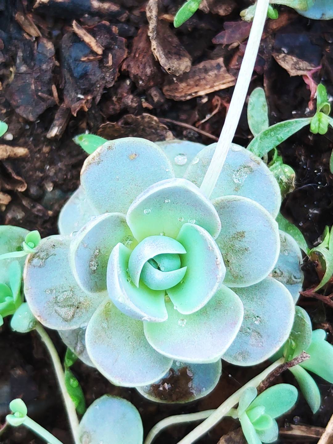 多肉养护系列2:子持莲华