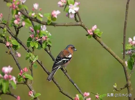 立春最美的十首诗,立春最出名的一首古诗七言绝句