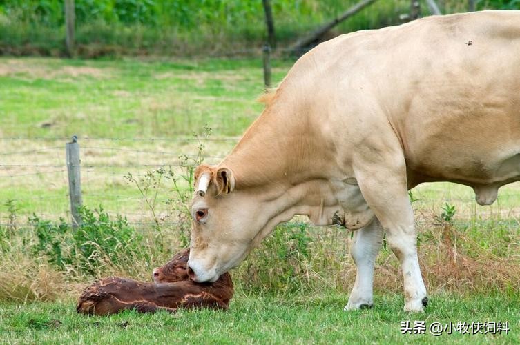 怎么治牛的胎衣不下,牛生下犊牛胎衣不下怎么办