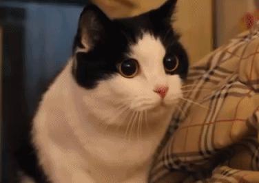 平价又好养的几种猫,平价好看猫