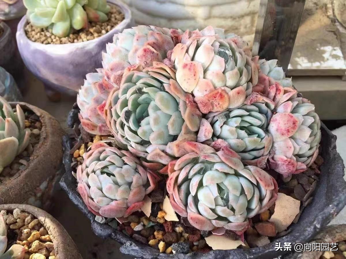 高锰酸钾能杀虫吗,高锰酸钾能杀有害菌吗