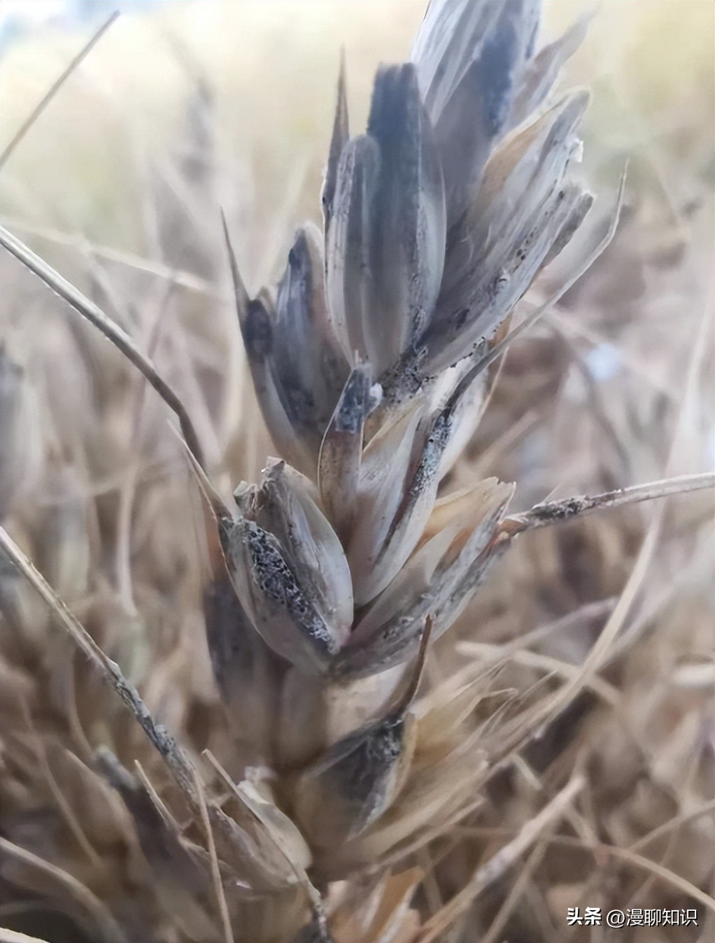 呕吐毒素超标对人体有什么危害,呕吐毒素多少剂量对身体造成危害