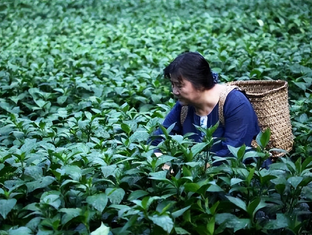 乡村振兴36个案例,谈一谈对乡村产业振兴的看法