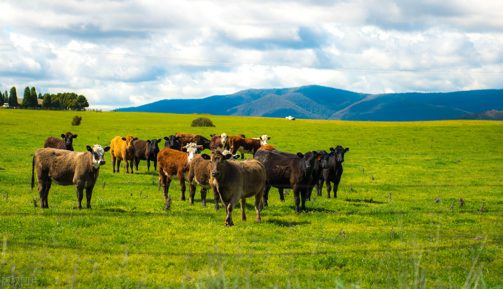澳大利亚农村生活真实现状,澳大利亚真实现状