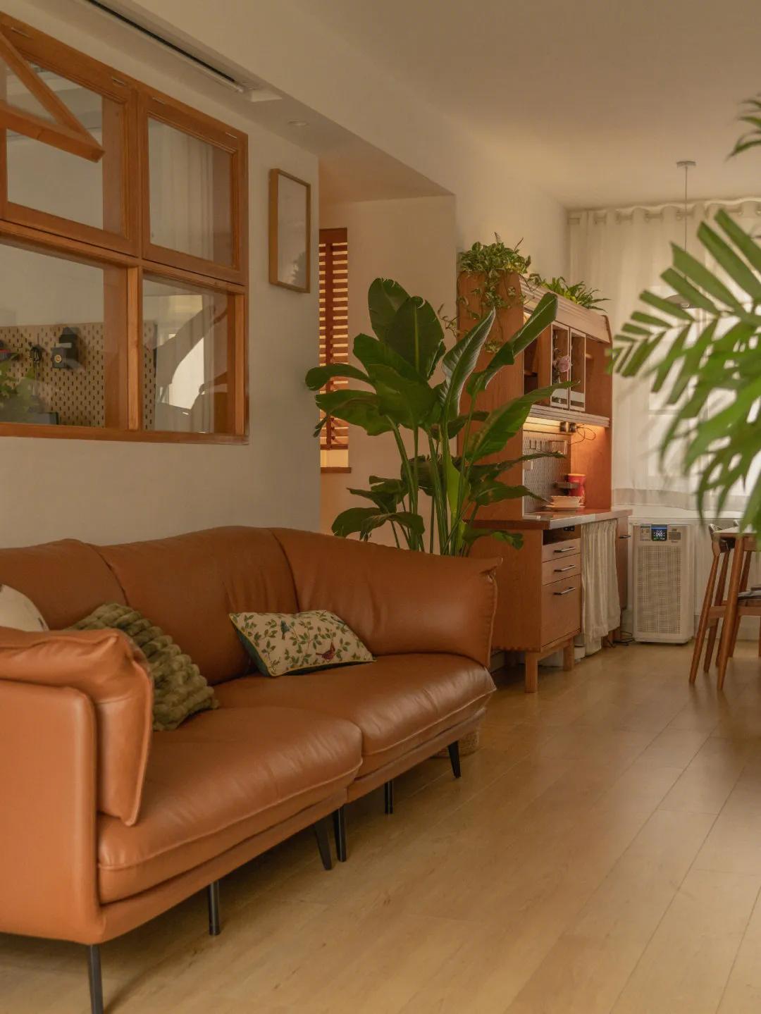 家里适合养什么大盆栽绿植,室内盆栽什么绿植好养