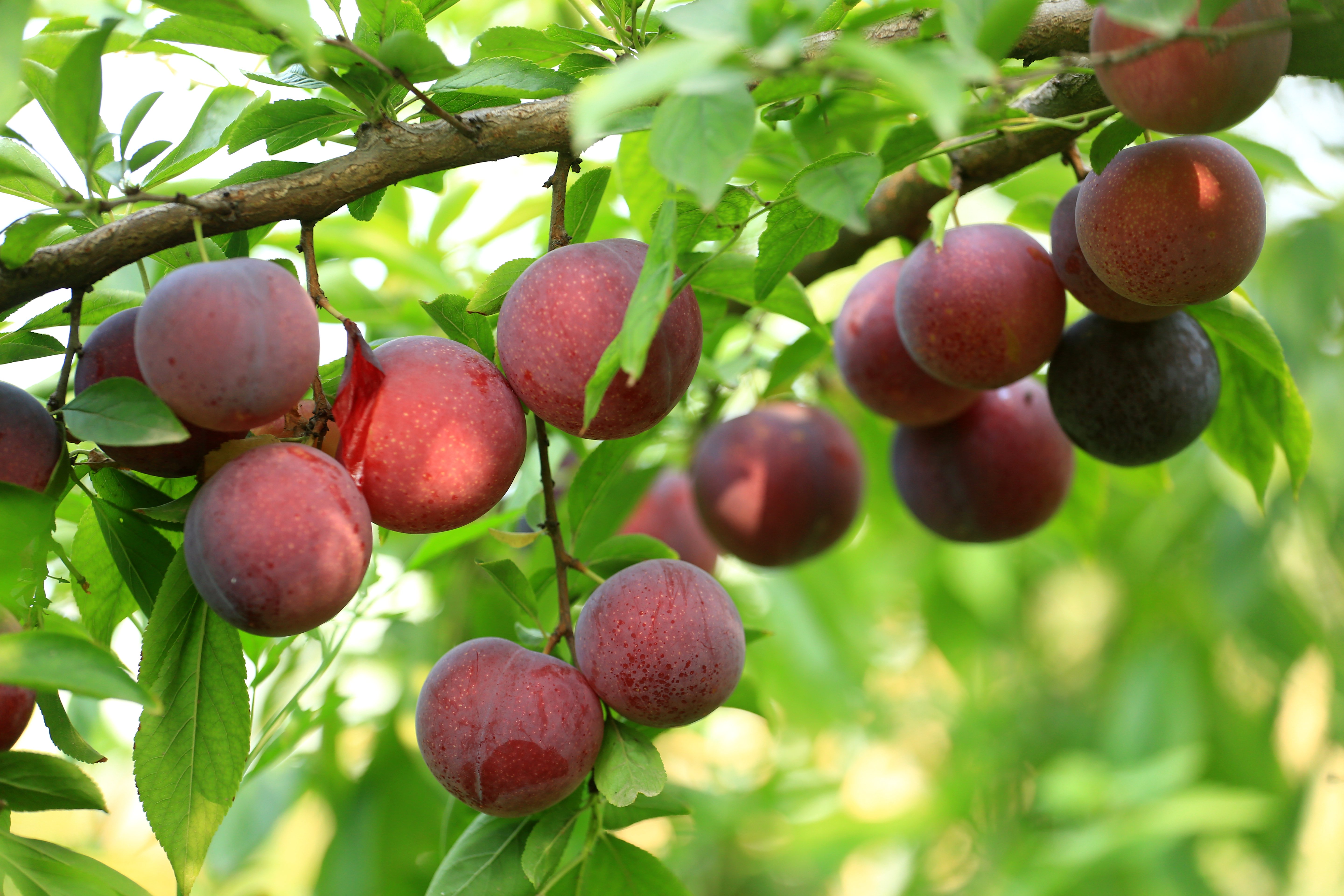 夏天吃哪些既清凉又健康水果,夏天到了这4种水果可多吃消暑
