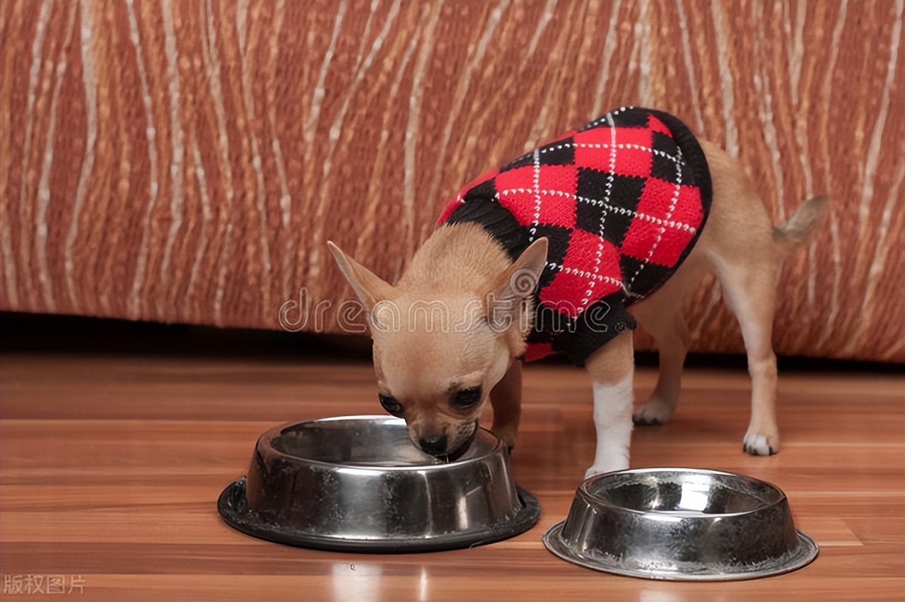 狗狗怕冷怎么解决,狗狗怕冷应该怎么办