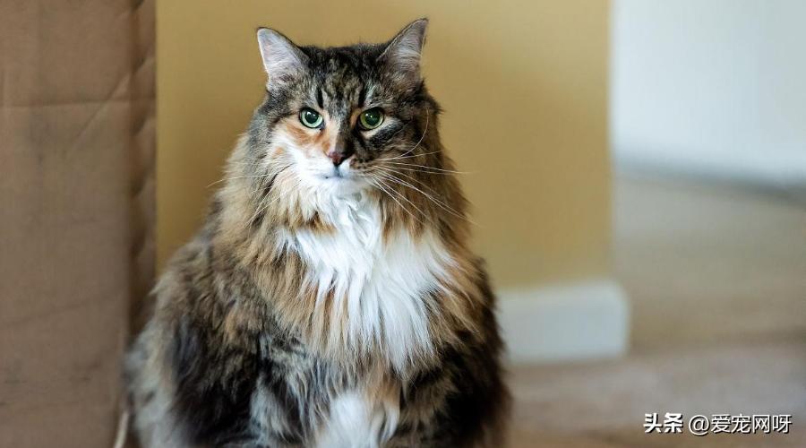 母猫产前知识,母猫分娩前的征兆