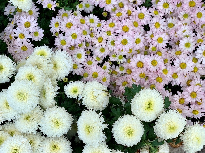 东湖公园赏菊花,深圳市东湖公园一年一季的菊花展