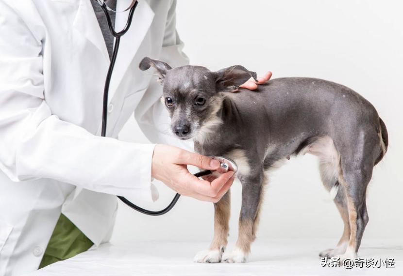 宠物婴儿车,宠物出门婴儿车