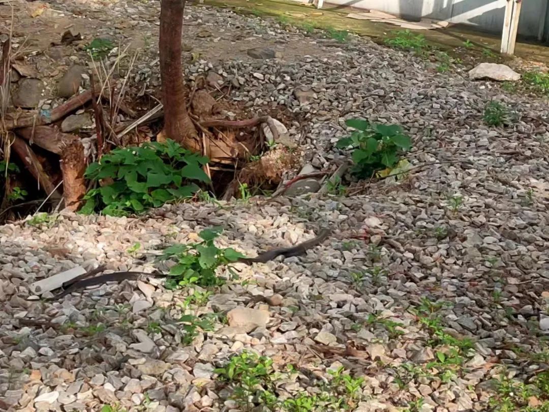 “别动！你手上有条大蜈蚣！”