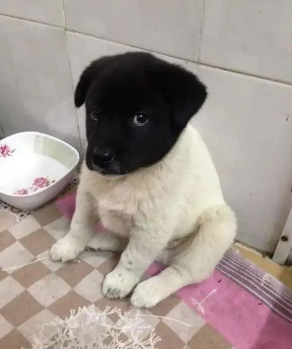 狗子毛色发亮,狗子毛色发红