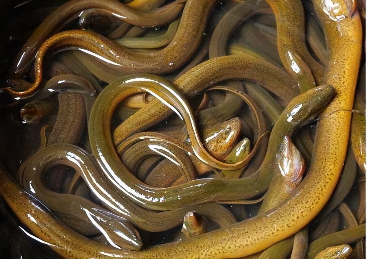 野外如何抓兔子,在野外怎么能逮到兔子