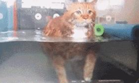 三种被全世界禁养的猫你知道几个,五种被禁养的猫