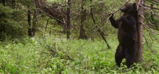 半夜搜山发现怪异生物,大鲵神秘生物