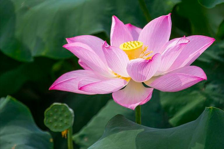 70句唯美荷花诗词,关于荷花的绝美诗句