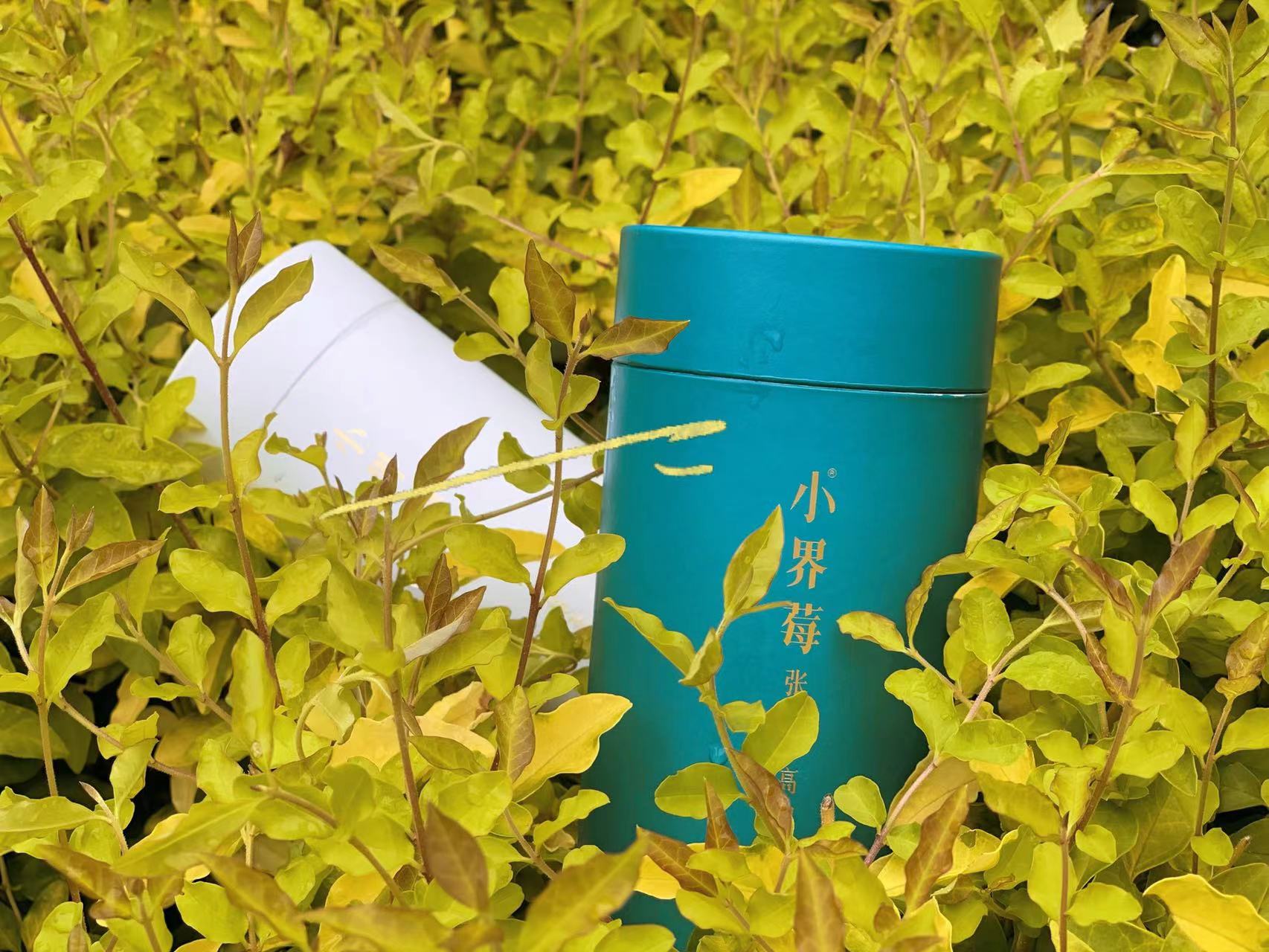 高端莓茶礼盒,小界莓茶怎么泡