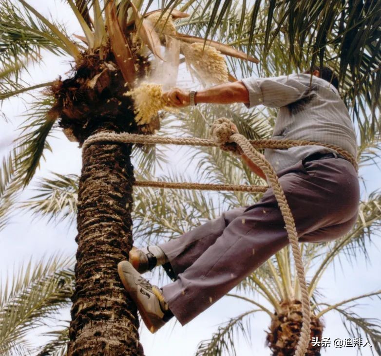 AllAbout椰枣,阿拉伯人的灵魂伴侣!附赠椰枣选品指南