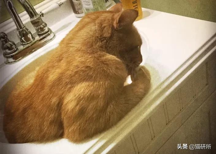 养公猫还是母猫对比视频,养公猫好还是母猫好