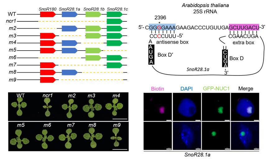 「PlantCell」北京大学揭示小核仁RNA调节植物生长和发育的机制