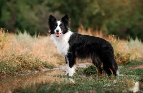 边牧产后拉肚子怎么办,边牧产后用什么药消炎